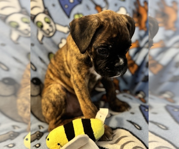 Medium Photo #5 Boxer Puppy For Sale in LANSING, MI, USA
