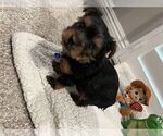 Small Photo #7 Yorkshire Terrier Puppy For Sale in HACIENDA HEIGHTS, CA, USA