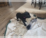 Puppy 3 Labrador Retriever
