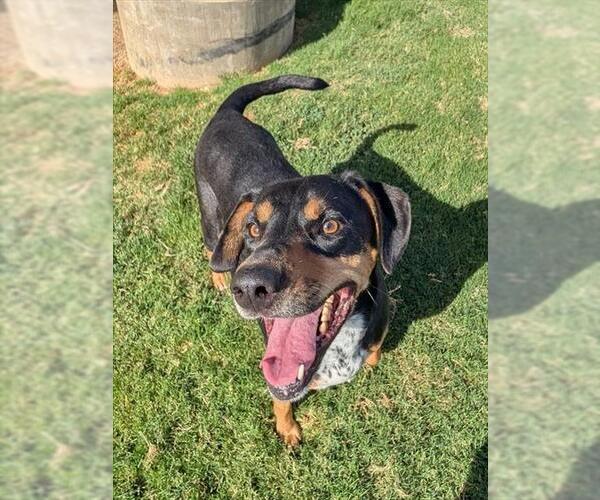 Medium Photo #2 Treeing Walker Coonhound-Unknown Mix Puppy For Sale in Plano, TX, USA