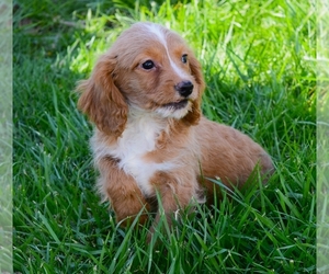 Cavapoo Puppy for sale in BARNESVILLE, KS, USA