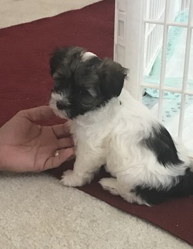 Medium Photo #1 Havanese Puppy For Sale in BUFORD, GA, USA