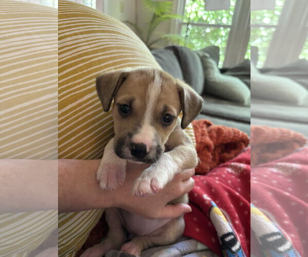 Medium Photo #2 American Pit Bull Terrier-Black Mouth Cur Mix Puppy For Sale in Holly Springs, NC, USA