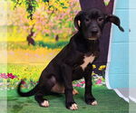 Small #3 Labrador Retriever Mix