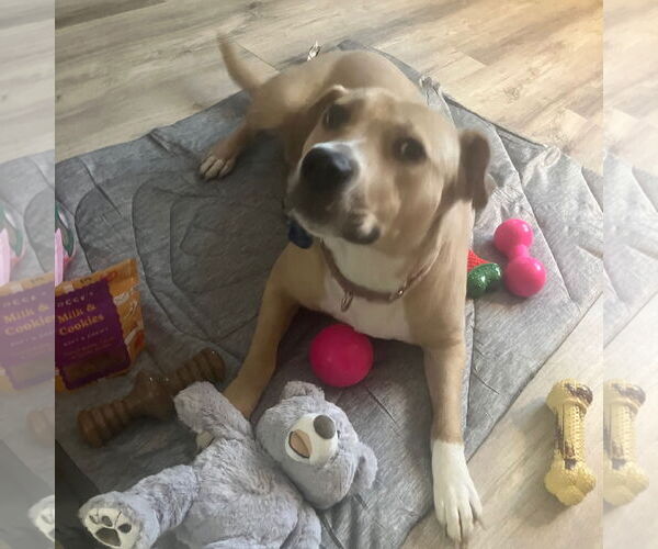 Medium Photo #8 Mutt Puppy For Sale in Fargo, ND, USA