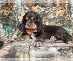 Small #4 Cocker Spaniel