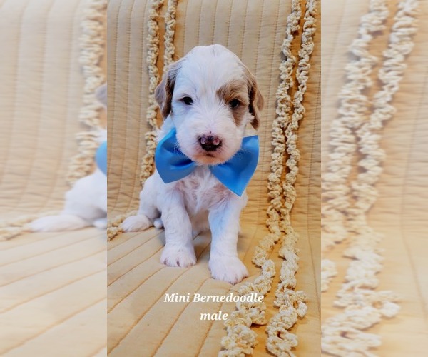 Medium Photo #1 Bernedoodle (Miniature) Puppy For Sale in ELKHART, IA, USA