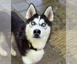 Siberian Husky Dogs for adoption in Matawan, NJ, USA