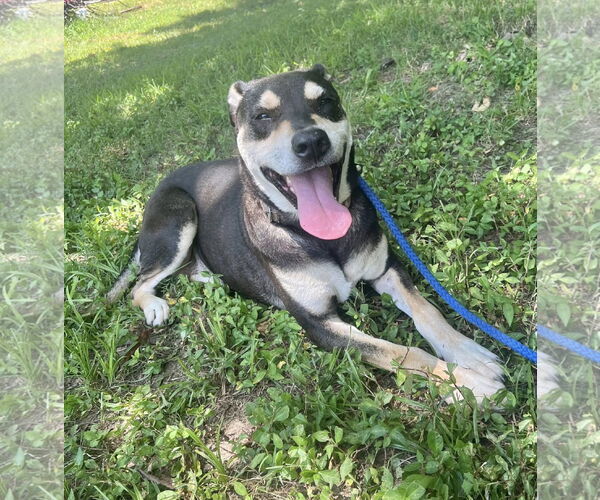 Medium Photo #1 Rottweiler-Unknown Mix Puppy For Sale in Munford, TN, USA