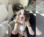 Small Photo #1 Faux Frenchbo Bulldog Puppy For Sale in BOWLING GREEN, MO, USA