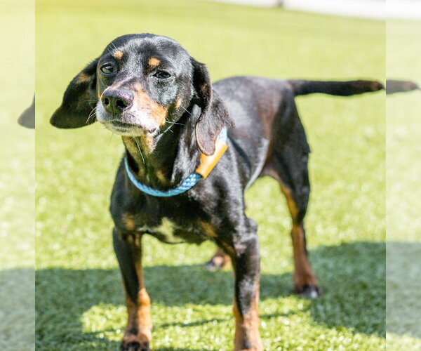 Medium Photo #6 Dachshund-Unknown Mix Puppy For Sale in Hilton Head, SC, USA