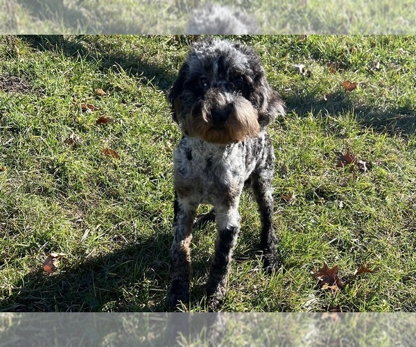 Medium Photo #7 Poodle (Toy) Puppy For Sale in WARSAW, IN, USA