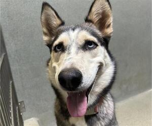 Siberian Husky Dogs for adoption in Rancho Cucamonga, CA, USA