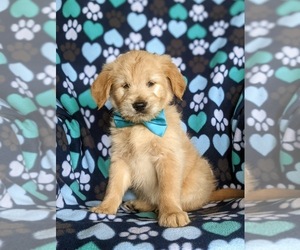 Goldendoodle (Miniature) Puppy for sale in STEWARTSTOWN, PA, USA