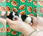 Image preview for Ad Listing. Nickname: Tiny Coco male
