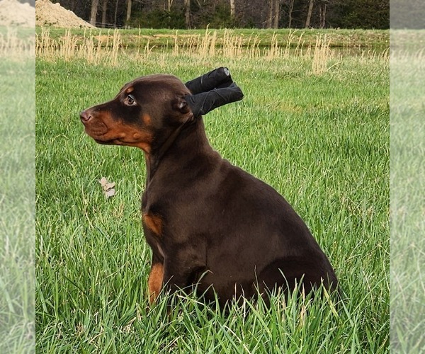 Medium Photo #1 Doberman Pinscher Puppy For Sale in MARYSVILLE, IN, USA