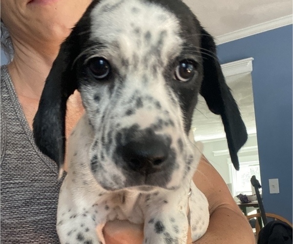 Medium Photo #1 English Setter-German Shorthaired Pointer Mix Puppy For Sale in AMESBURY, MA, USA