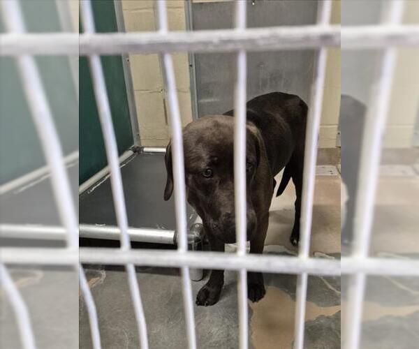 Medium Photo #1 Labrador Retriever-Unknown Mix Puppy For Sale in Texas City, TX, USA