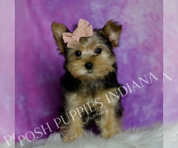 Medium Photo #3 Yorkshire Terrier Puppy For Sale in WARSAW, IN, USA