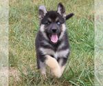 Small Photo #7 German Shepherd Dog-Siberian Husky Mix Puppy For Sale in OTTAWA, KS, USA