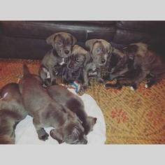 Cane Corso Puppy for sale in SUITLAND, MD, USA
