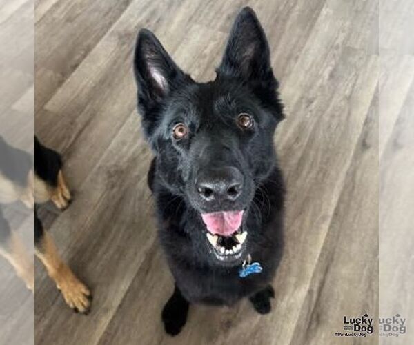 Medium Photo #5 German Shepherd Dog-Unknown Mix Puppy For Sale in Washington, DC, USA