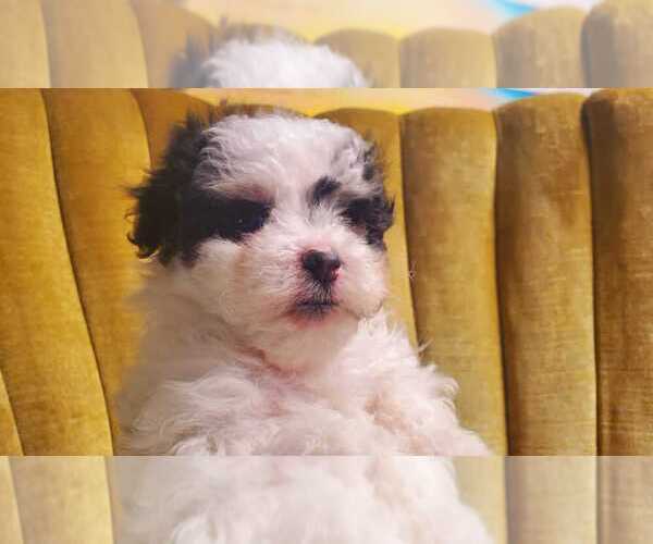 Medium Photo #1 Maltipoo Puppy For Sale in AMITY, AR, USA
