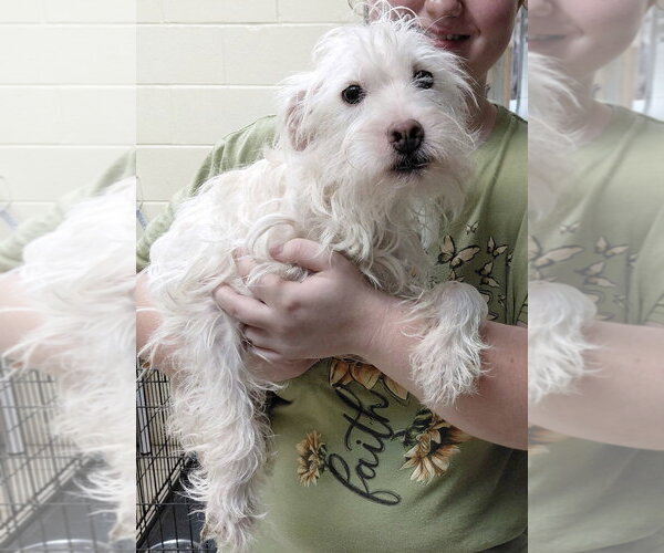 Medium Photo #1 Mutt Puppy For Sale in Staley, NC, USA
