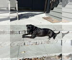Small #4 American Pit Bull Terrier Mix