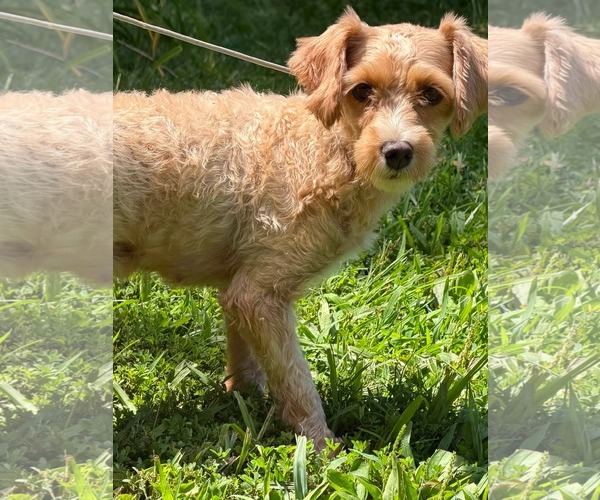 Medium Photo #1 Poodle (Miniature) Puppy For Sale in HOPKINSVILLE/PRINCETON, KY, NH, USA