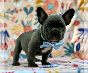 French Bulldog Puppy for sale in LANCASTER, PA, USA