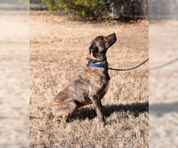 Medium Photo #4 Plott Hound-Unknown Mix Puppy For Sale in Glen Allen, VA, USA