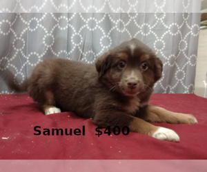 Miniature Australian Shepherd Puppy for Sale in CAMPBELL, Minnesota USA