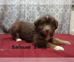 Small Photo #1 Miniature Australian Shepherd Puppy For Sale in CAMPBELL, MN, USA