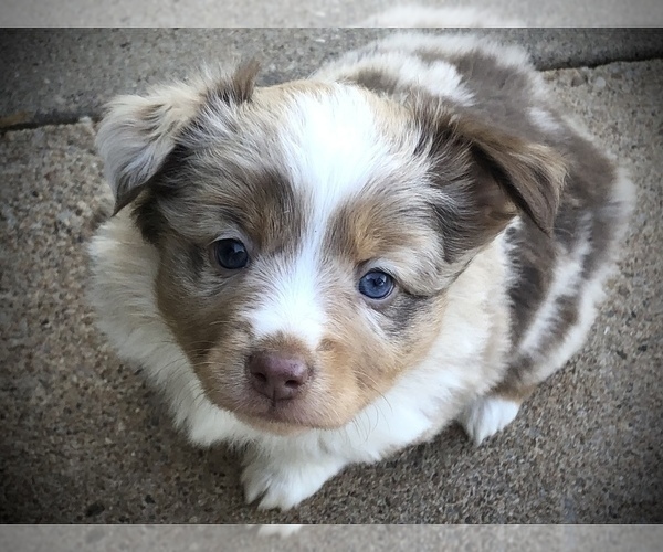 Medium Photo #4 Miniature Australian Shepherd Puppy For Sale in HOWE, OK, USA
