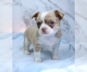 Chihuahua Puppy for sale in MUSKOGEE, OK, USA