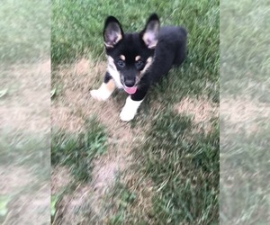 Pembroke Welsh Corgi Puppy for sale in ARTHUR, IL, USA