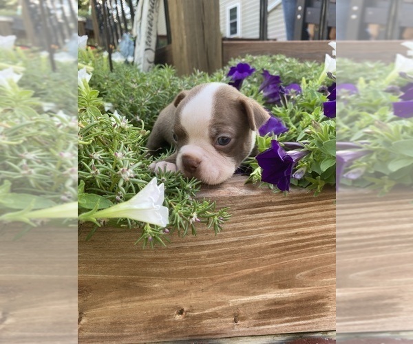 Medium Photo #5 Boston Terrier Puppy For Sale in FREDONIA, KS, USA