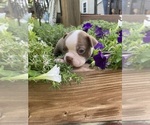 Small #4 Boston Terrier