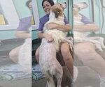 Small Photo #5 Great Pyrenees-Unknown Mix Puppy For Sale in Oakhurst, NJ, USA