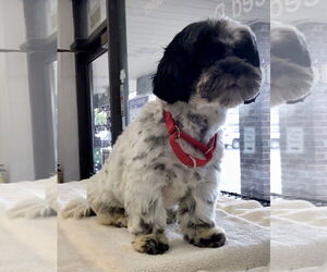 Shih Tzu Dogs for adoption in Lincolnwood, IL, USA