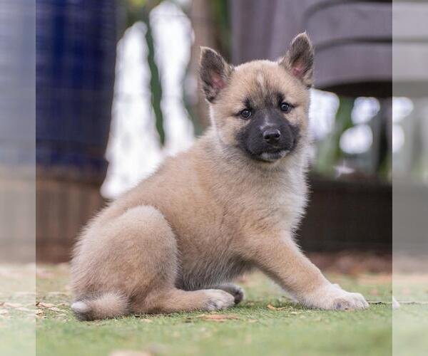 Medium Photo #4 Siberian Husky-Unknown Mix Puppy For Sale in San Diego, CA, USA