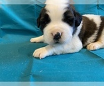 Small Photo #1 Saint Bernard Puppy For Sale in LE MARS, IA, USA