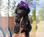 Image preview for Ad Listing. Nickname: Toy Poodle