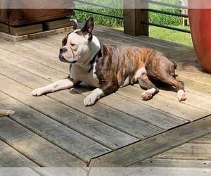 Mother of the Olde English Bulldogge puppies born on 05/21/2021