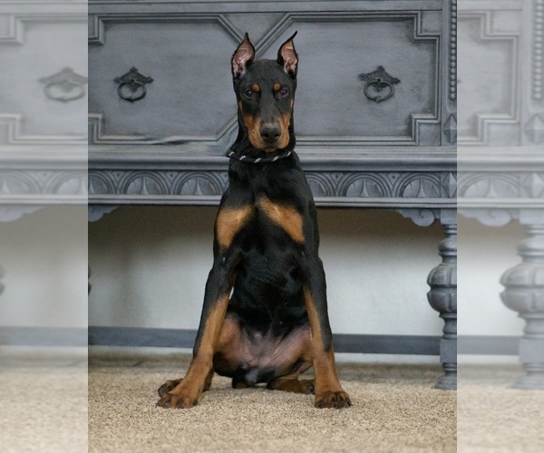 Medium Photo #6 Doberman Pinscher Puppy For Sale in WARSAW, IN, USA