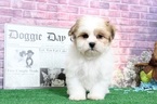 Small Photo #3 Zuchon Puppy For Sale in BEL AIR, MD, USA