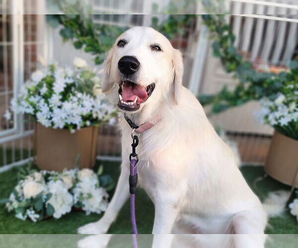 Medium Photo #2 Great Pyrenees Puppy For Sale in Spring, TX, USA