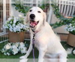 Small #1 Great Pyrenees