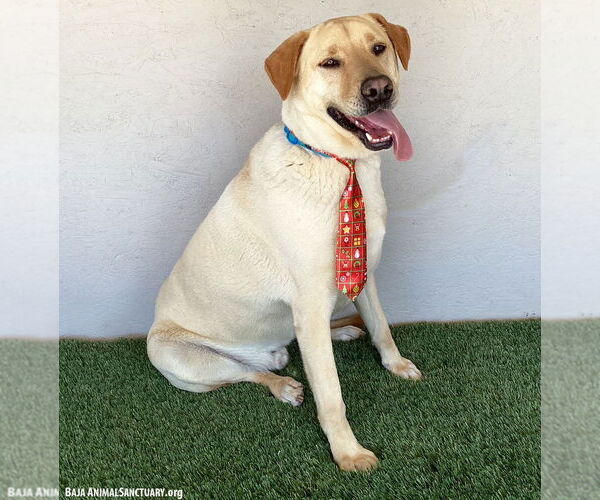 Medium Photo #6 Labrador Retriever-Unknown Mix Puppy For Sale in San Diego, CA, USA